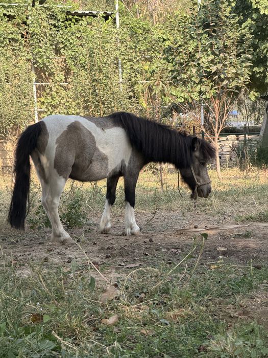 Poni OT sotiladi sog’lom