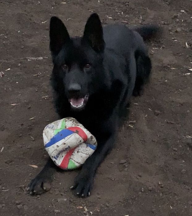 Вязка немецкой овчарки