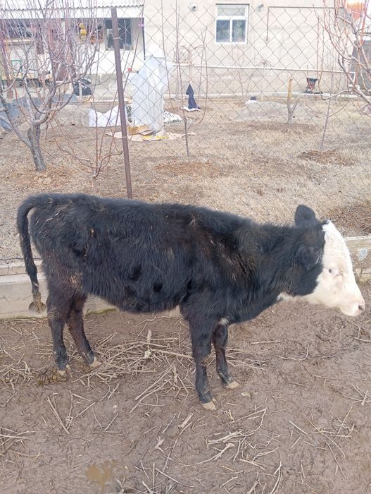 Животные бузоу теленок