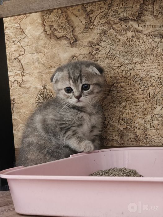 Чудесные шотландские котята готовятся к продаже