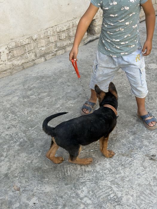 3oylik zoti toza nemis ovcharka