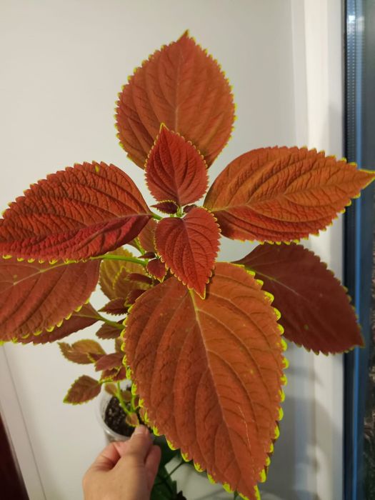 Комнатные растения