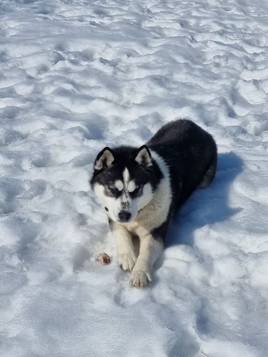 Хаски ищет подружку