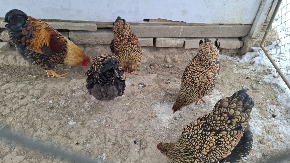 Oua pentru incubat Wyandotte GSG -auriu -galben