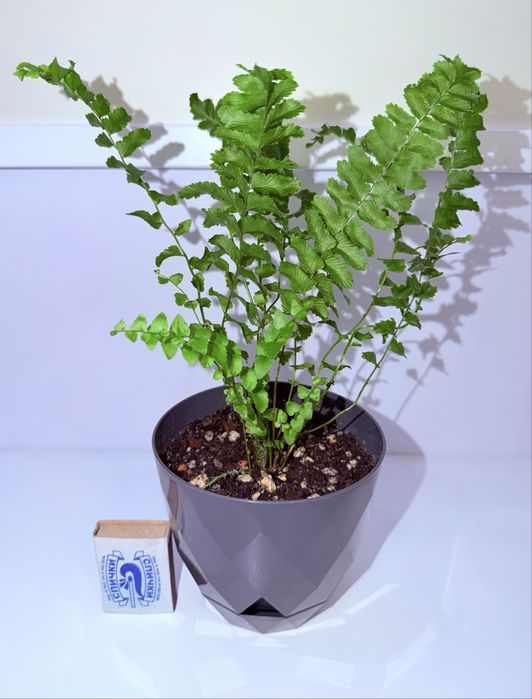 Нефролепис, комнатные растения, комнатные цветы