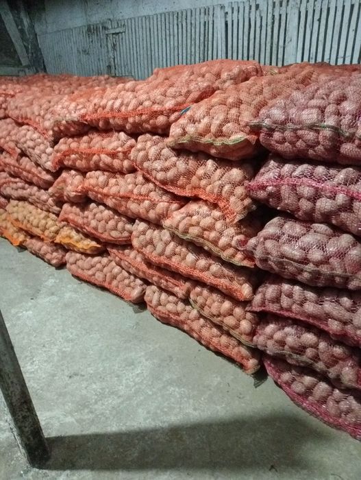 Cartofi de sămânță Soraya.