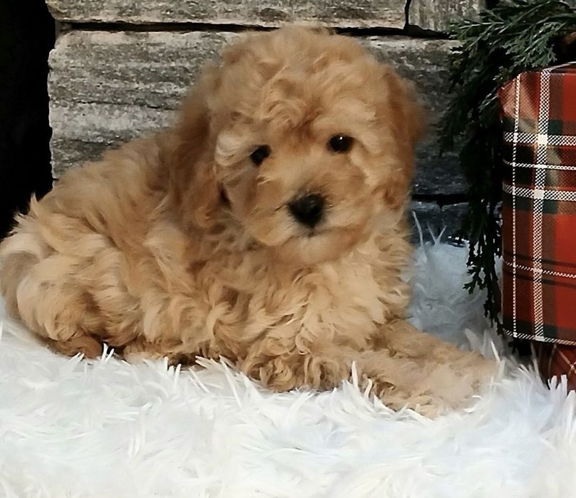 Мини пудел мъжки