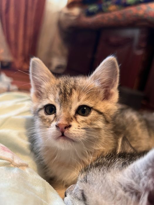 3 oyli mushi qiz bola