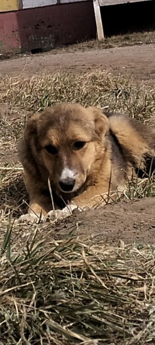 Девочка - красавица,умняшка,обояшка!!!