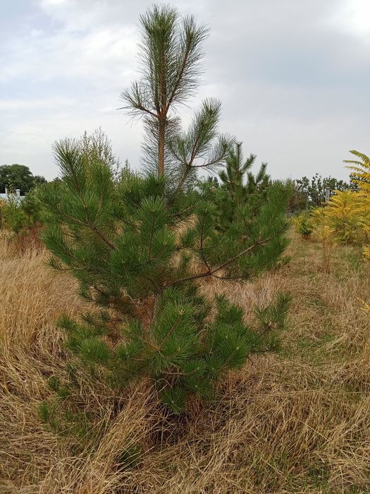 Сосны  крымские и обычные