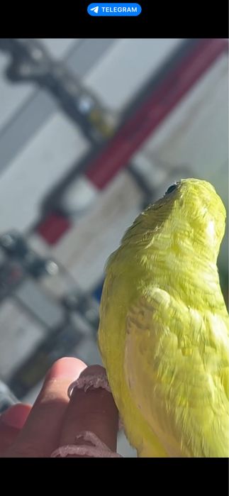 Сотилади РУЧНОЙ! Пара волнистый попугайлар чукимайди зор пара тайор