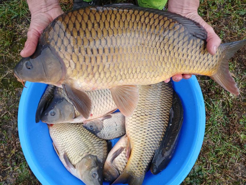 Vând pește specia Crap