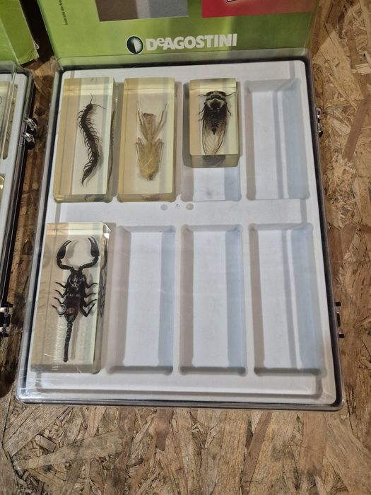 Colecție insecte reale  DeAGOSTINI