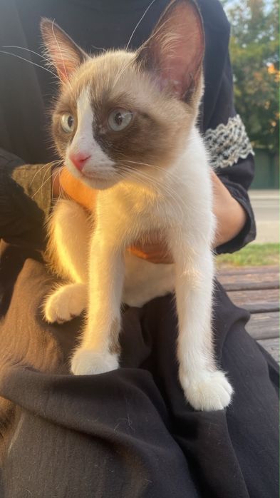Отдам котенка в добрые руки