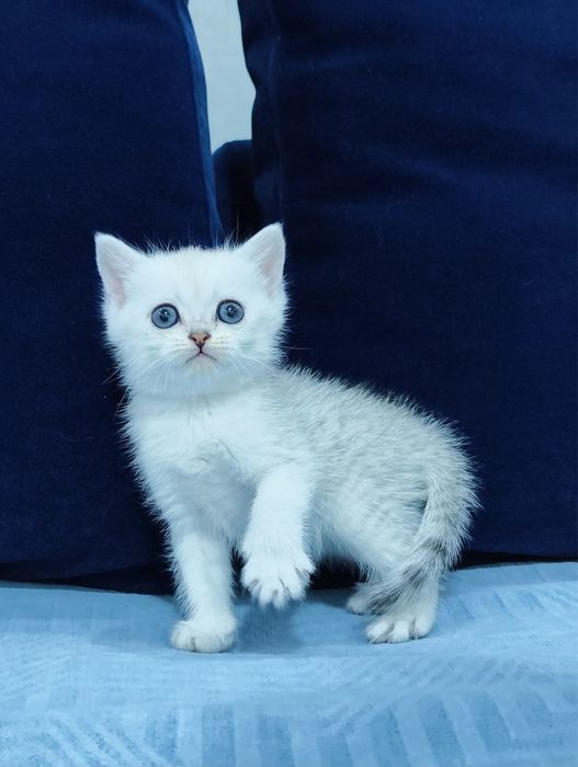 Породистые котята: британцы