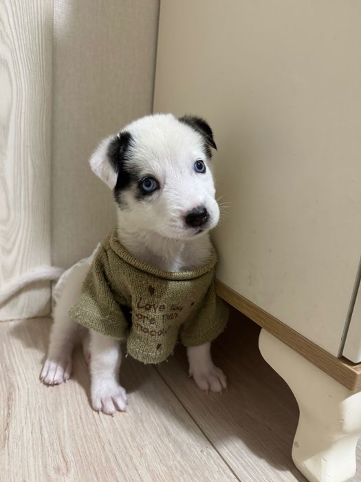 Отдам даром помесь хаски