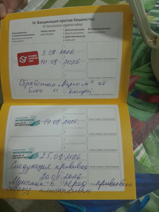 Продам щенка Хакси