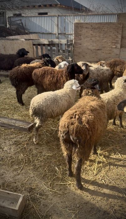 Токты бараны 1.5 года