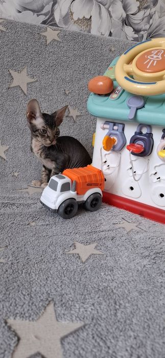 Канадский сфинкс котята