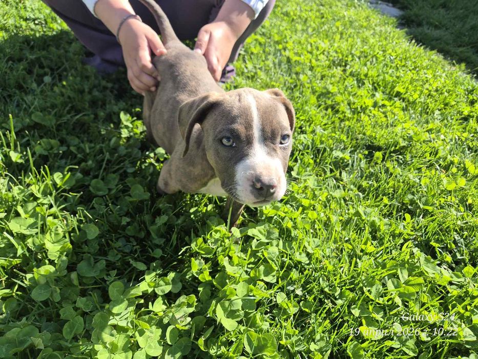 Малки чистокръвни  Питбули