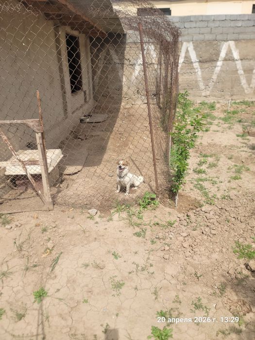 Собака сучка звонок