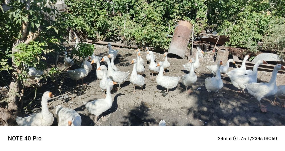 Гусята порода линда