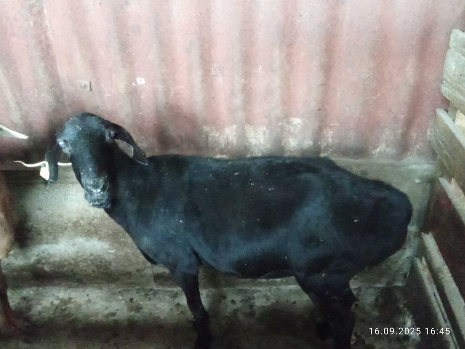 В продаже бараны жырные койлар