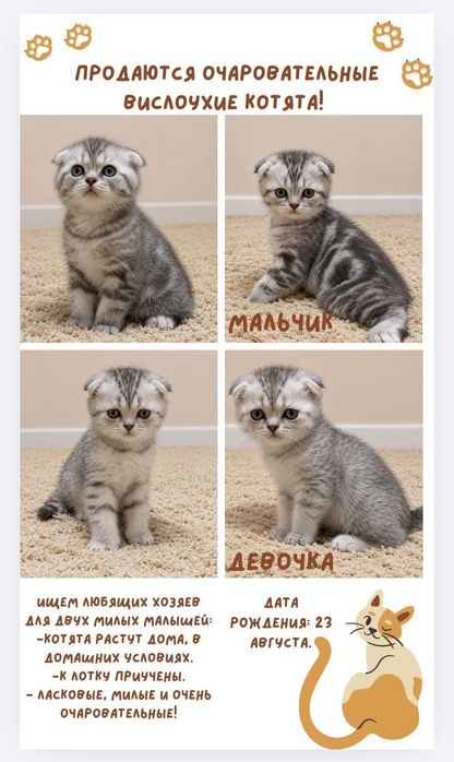 котята шотландские вислоухие