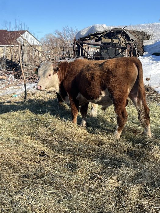 Еркек подсостар сатылады