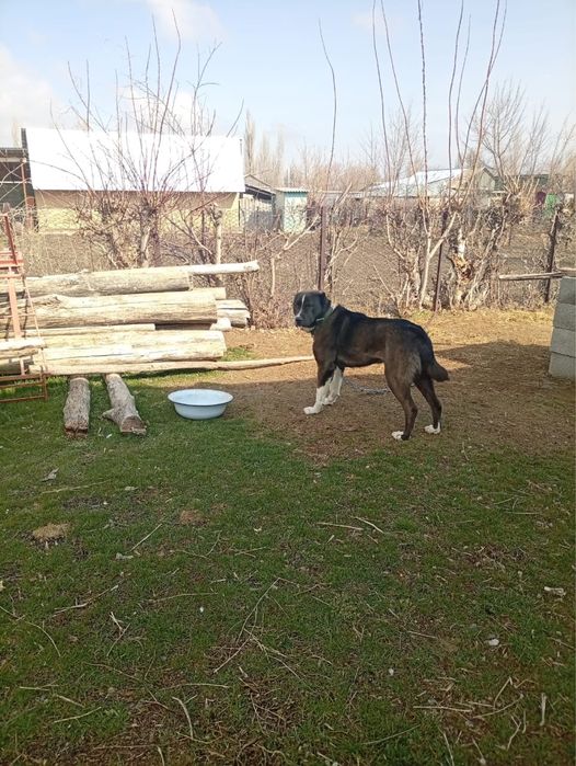 пит шатс алабай сатылады срочно