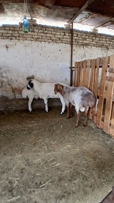 Кучкорлар kochkorlar, qassob, kuchkor сотилади  qochkorlar sotiladi