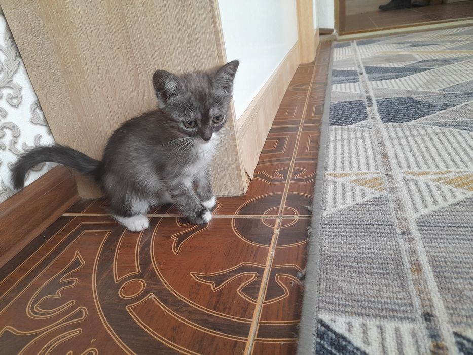 Котята бесплатно