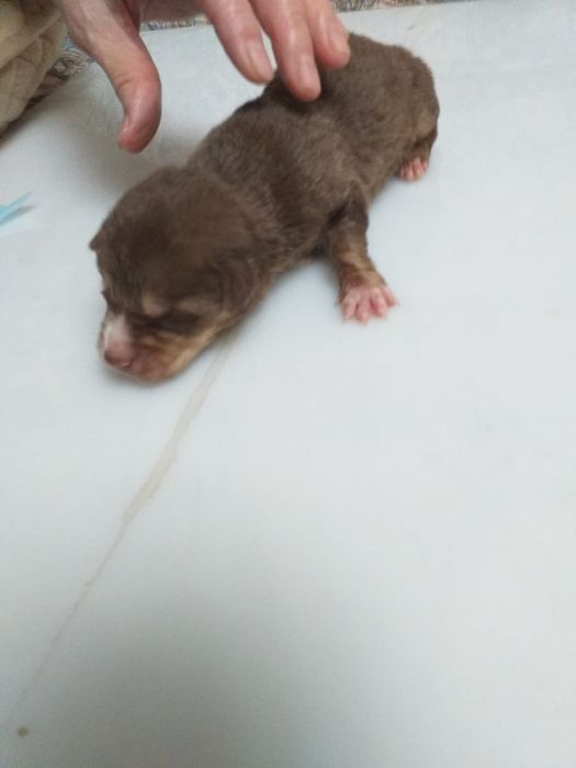 Отдам щенков. Бесплатно.