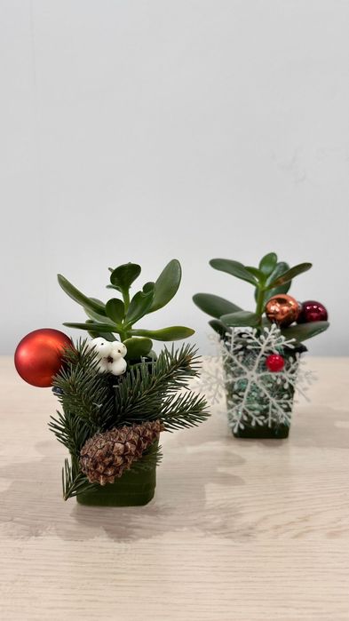 Денежное дерево (толстянка, крассула овата)