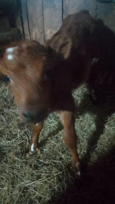 Продам тёлочку 2 недели