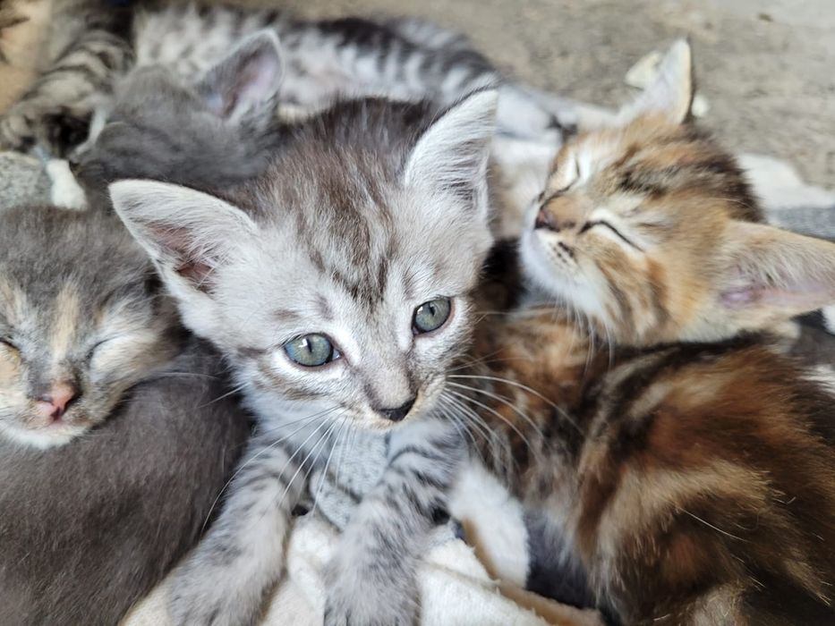 Котята от элитной кошки