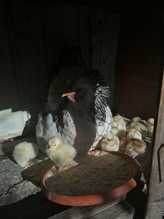 Vând cloșcă cu 13 pui