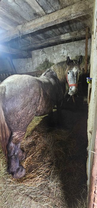 Vand iapa de 4 ani jumate, gestanta de 9 luni