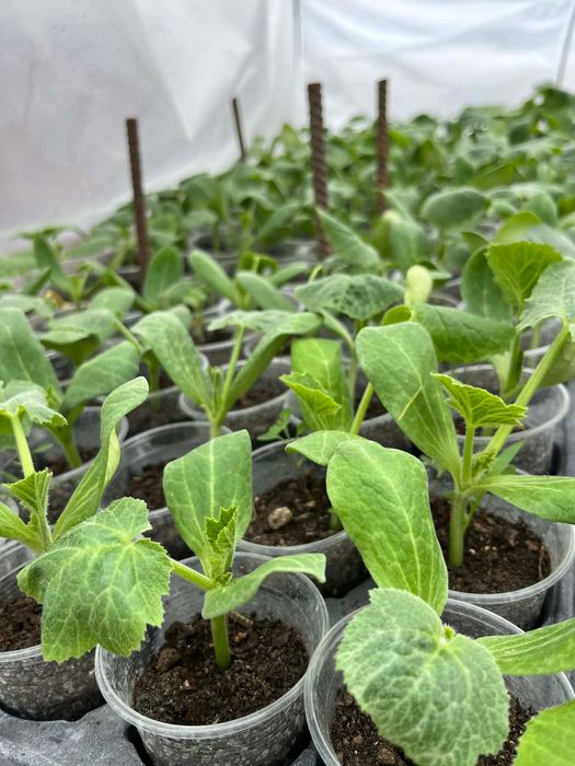 Разсад - домати и краставици