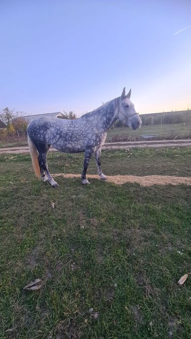 Vând iapă învățată la calarie ascultătoare