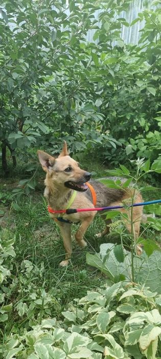 Собаки с приюта в хорошие руки.
