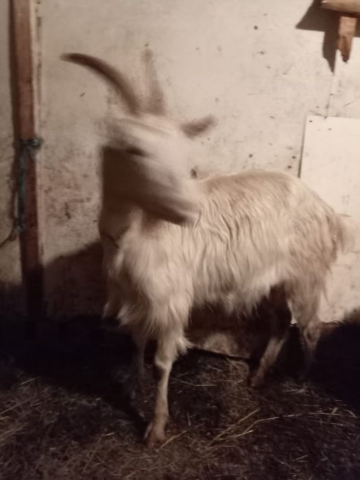 Vând căpriță metis sannen