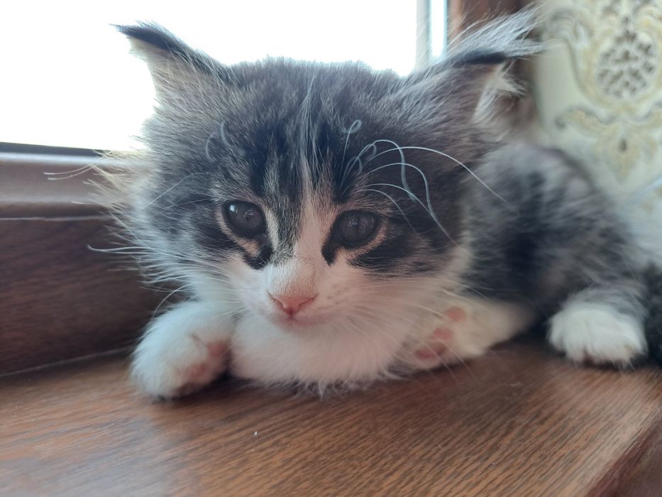 Пристраиваем милую кошечку