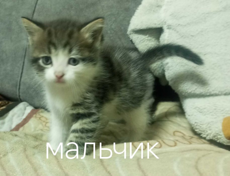 Котят в хорошие руки
