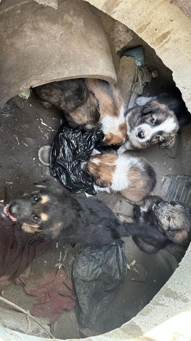 Щенки отдам бесплатно