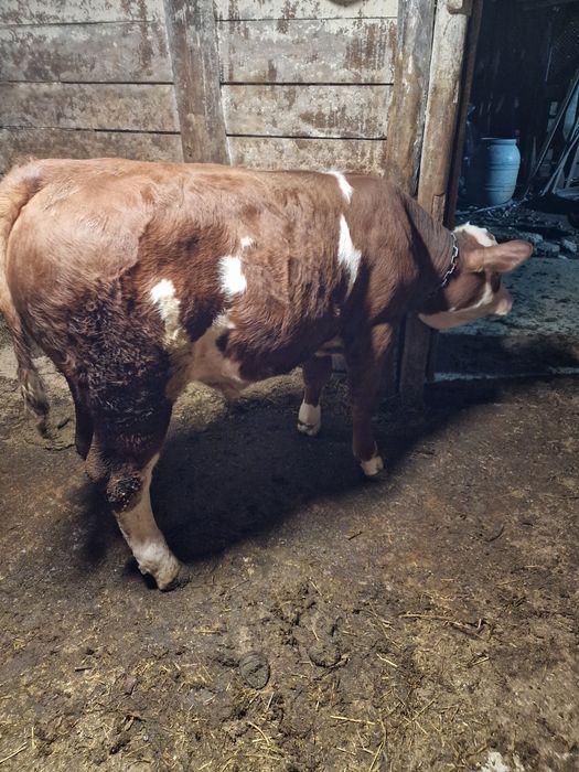 Vând vițel bălțat German