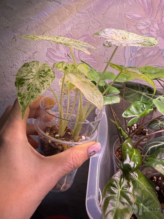 Продам алоказии разных сортов