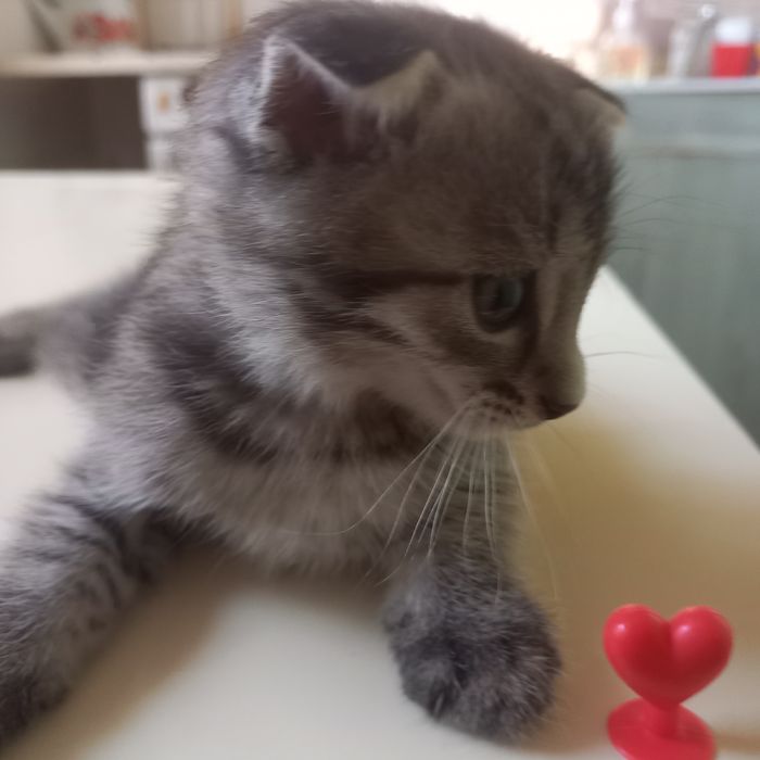 Вислоухий котёнок 1 мес мальчик
