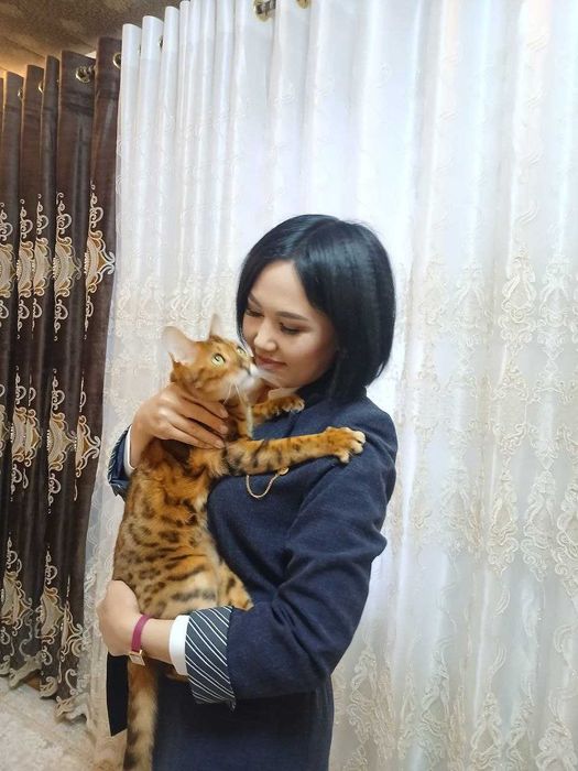 Кот бенгальской породы.