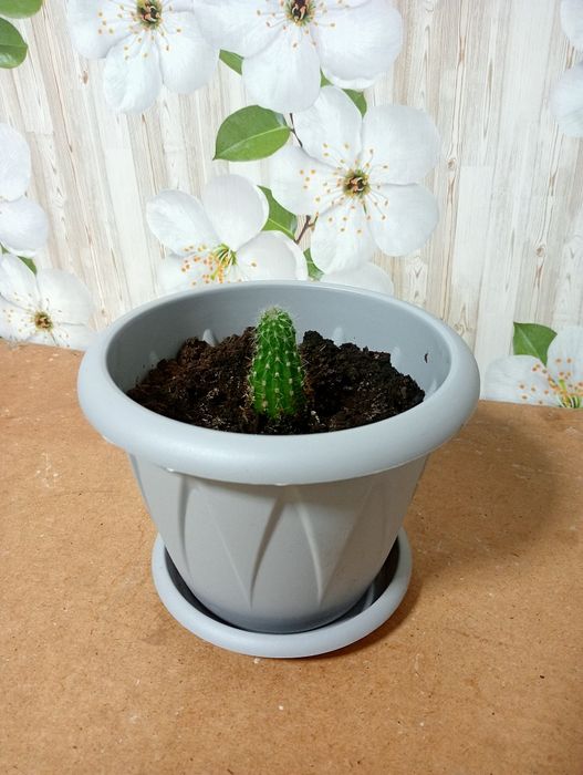 Продам кактусы в горшочках